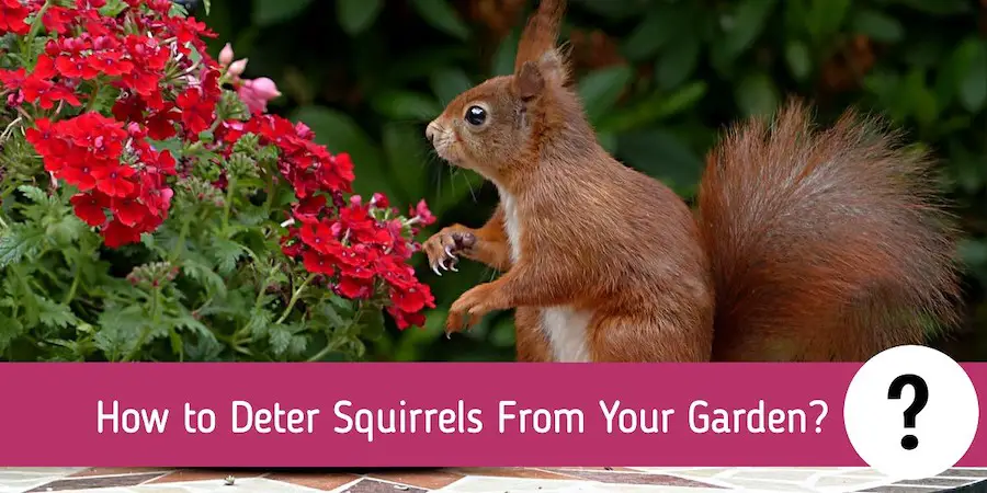 deter1 1 Garden Rescue: Best Air Rifles For Squirrels (Reviews & Buying Guide 2023)