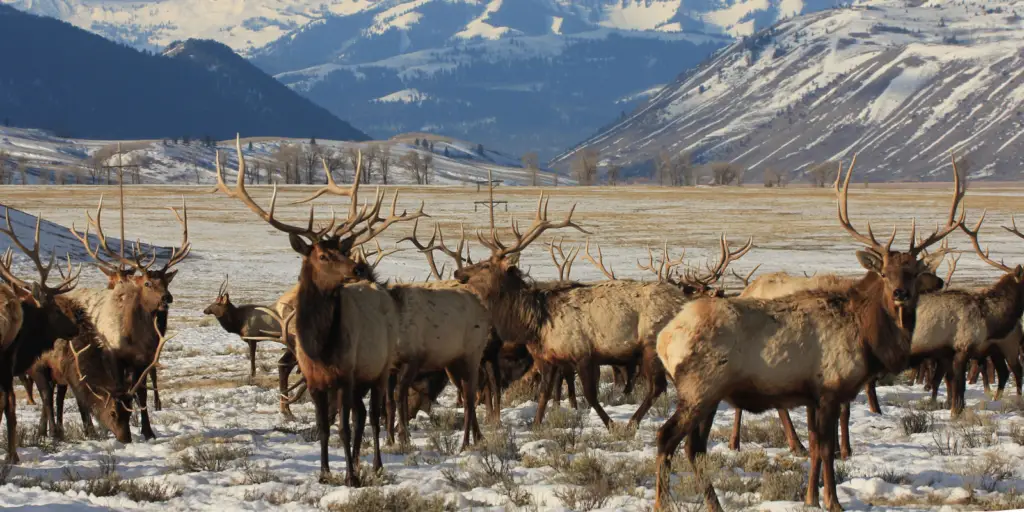 Elk blog header WY USFWS Tony Hough 1024x512 1 Deer, Elk, Moose: What's the Difference?
