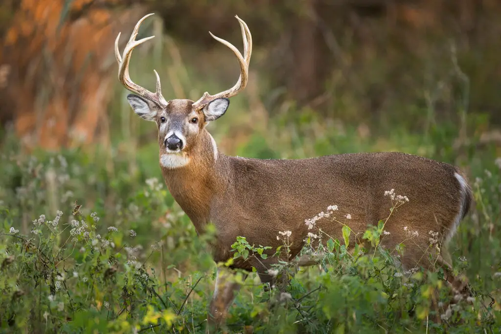 d3 1 Deer, Elk, Moose: What's the Difference?