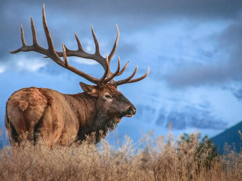 e22 Deer, Elk, Moose: What's the Difference?