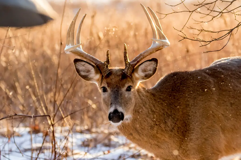 b2 What is a 10-point buck?