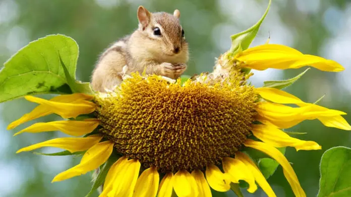 how-to-get-rid-of-chipmunks