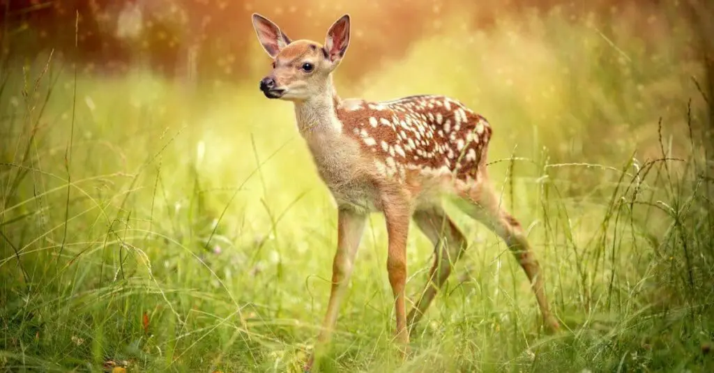 d1 What Is A Baby Deer Called?