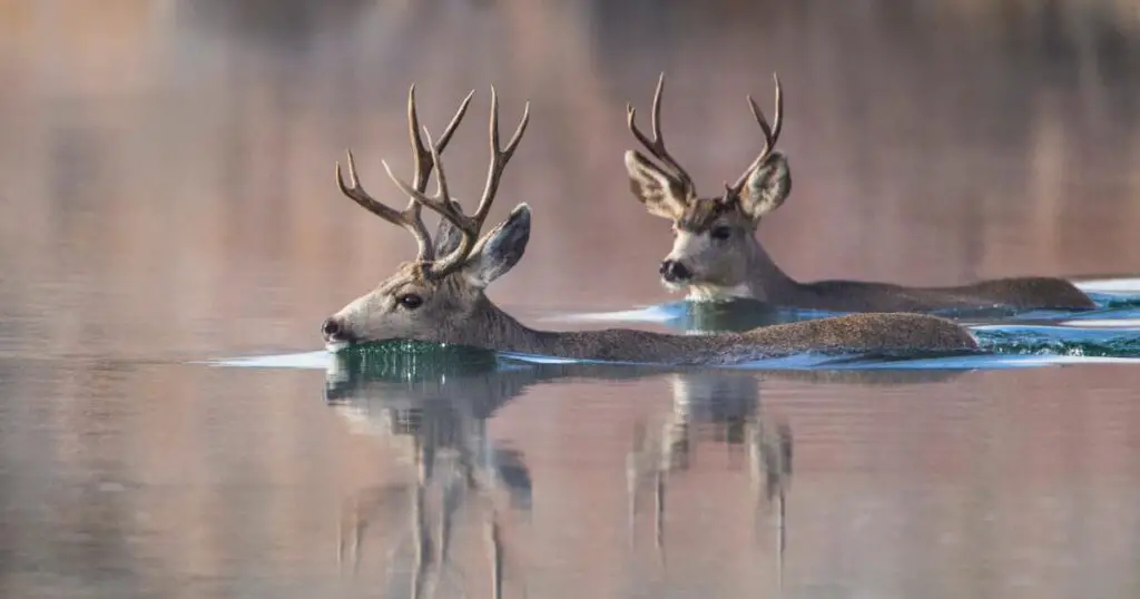 d2 1 Can Deer Swim?