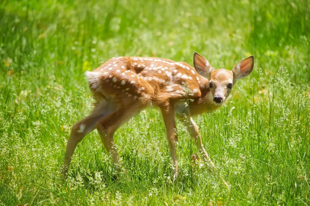 d2 What Is A Baby Deer Called?