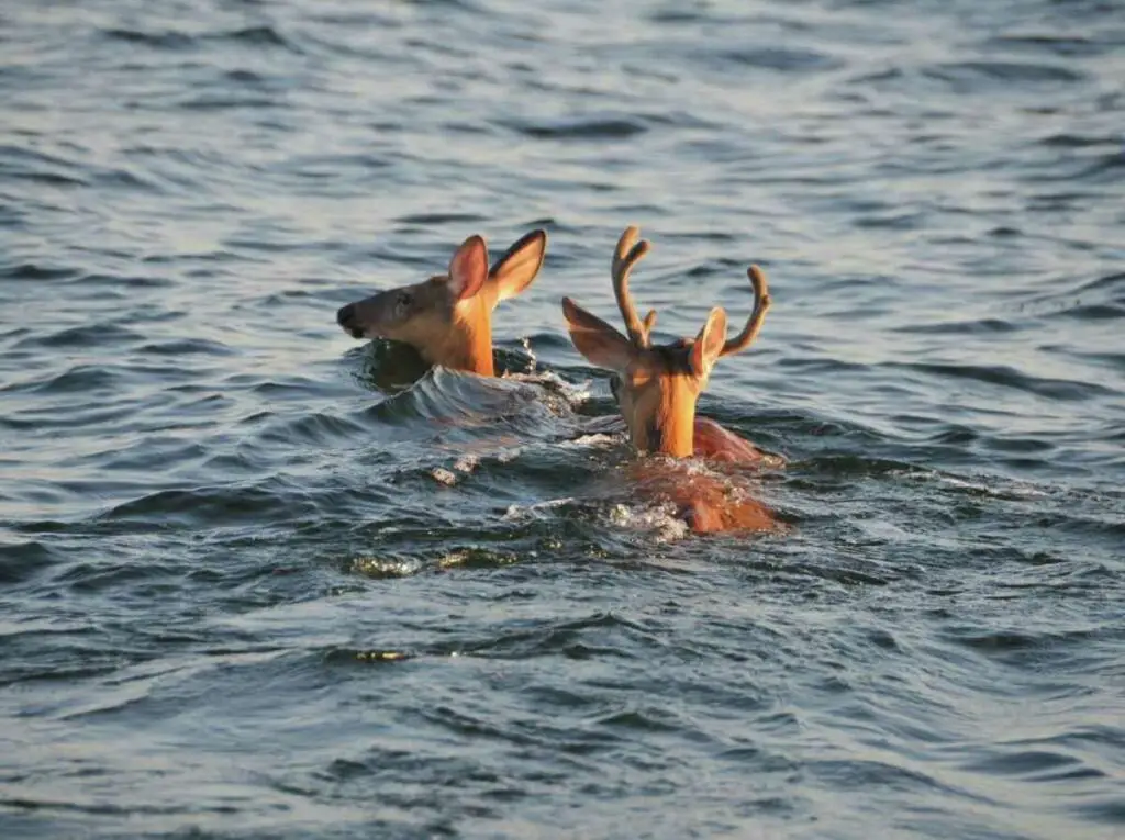 can-deer-swim