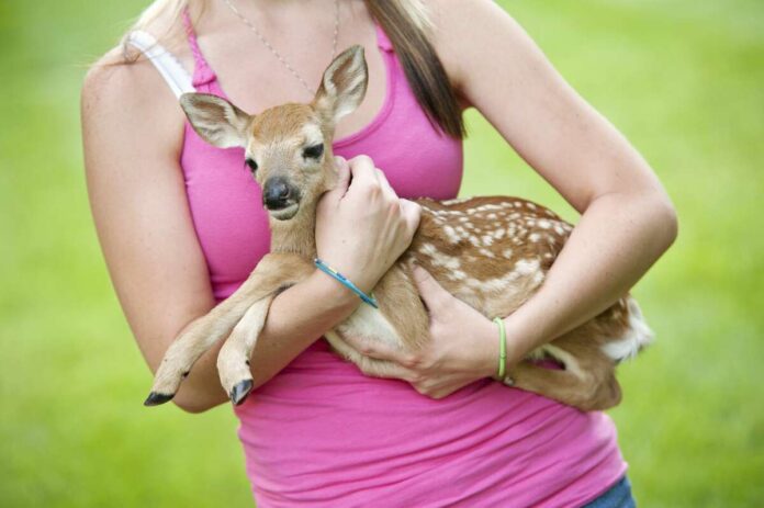 what-is-a-baby-deer-called