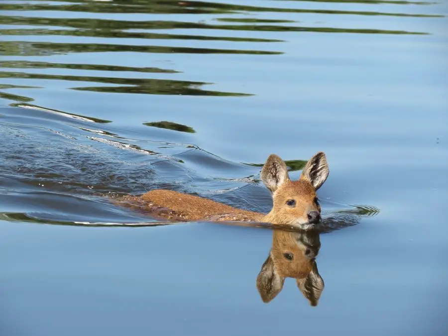 d4 Can Deer Swim?