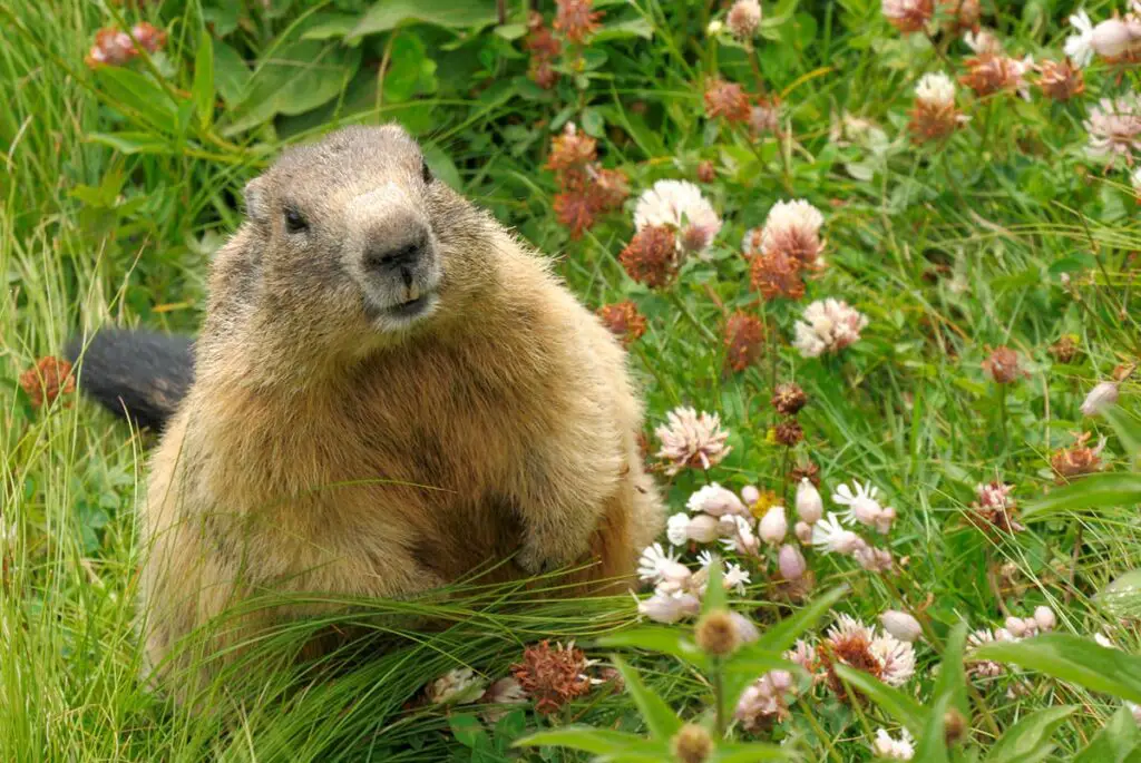 g3 1 Groundhog vs. Woodchuck: What's the Difference?