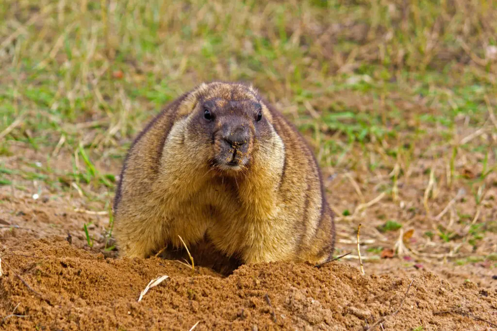 g5 1 Groundhog vs. Woodchuck: What's the Difference?