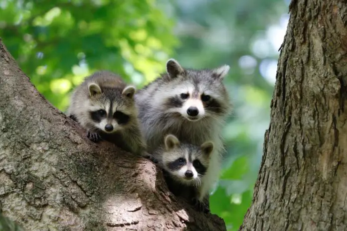 are-raccoon-rodents
