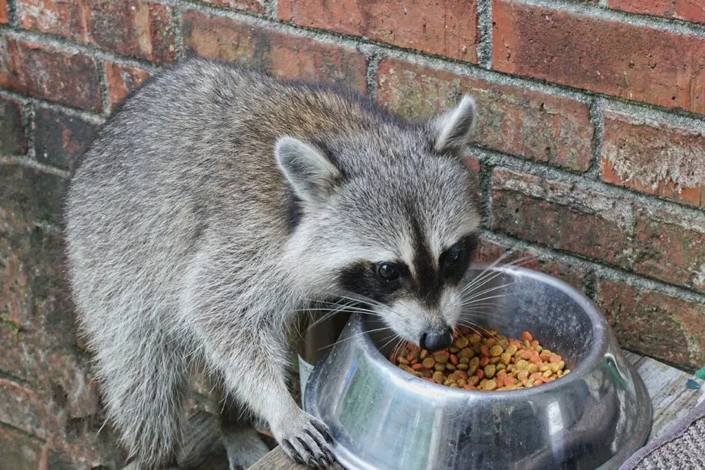 r3 2 Do Raccoons Eat Cats?