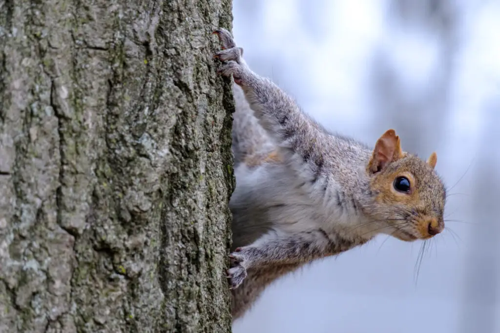 s11 How Long Do Squirrels Live?