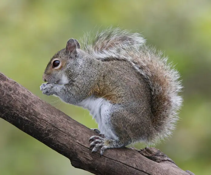 how-long-do-squirrels-live