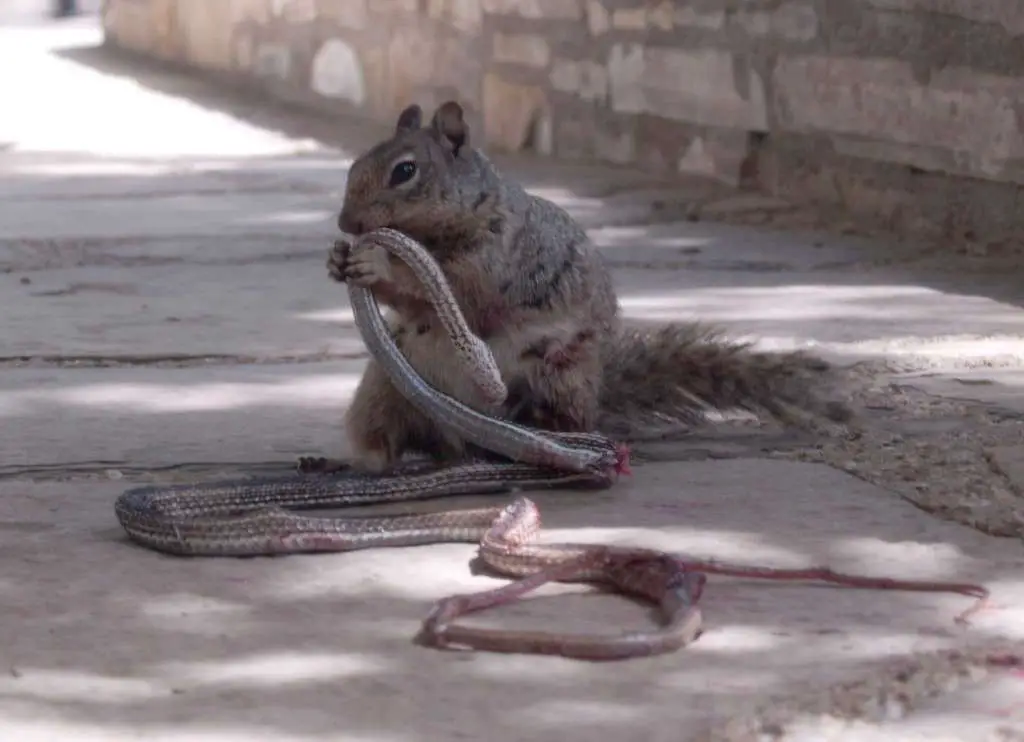 s11 Do Squirrels Eat Meat? Are They Omnivores or Vegetarians?