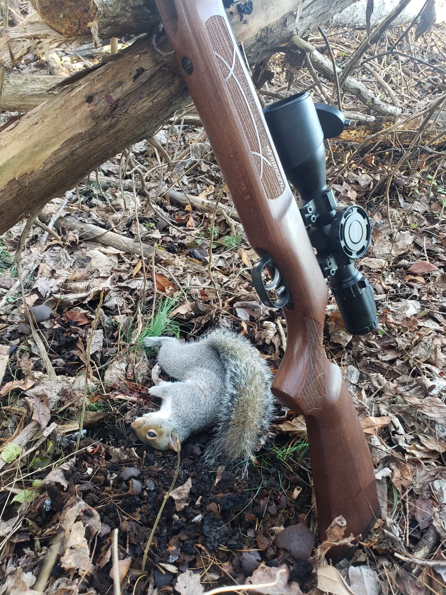 h1 Garden Rescue: Best Air Rifles For Squirrels (Reviews & Buying Guide 2023)