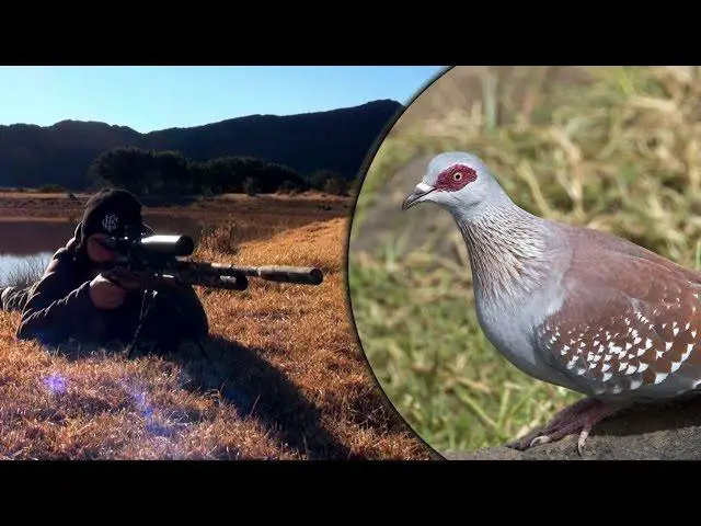 shooting birds with air rifles