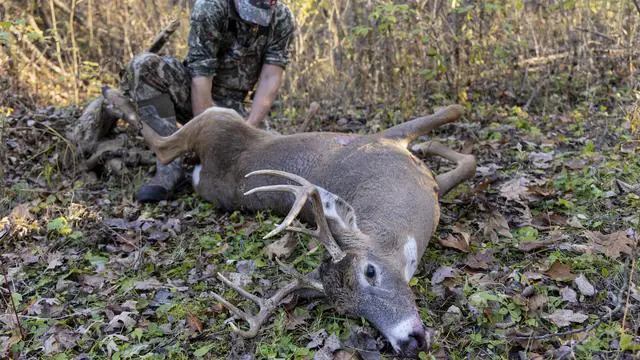 can a 22 air rifle kill a deer