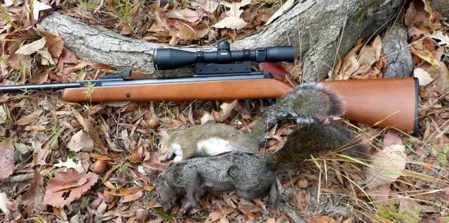 can you shoot squirrels with an air rifle