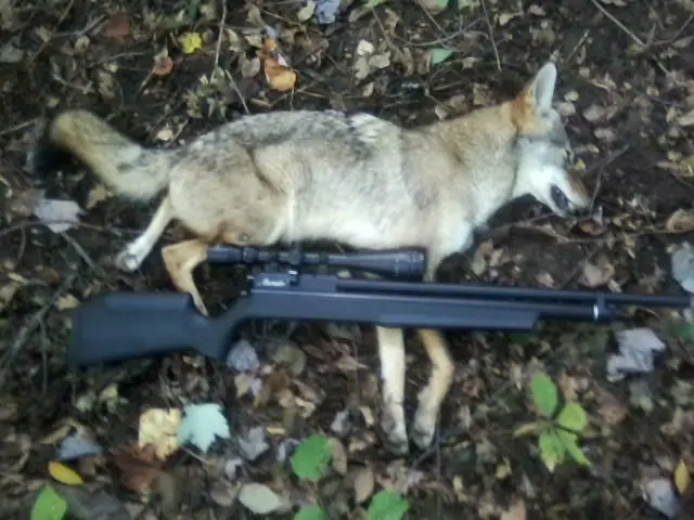 coyote hunting with.177 air rifle