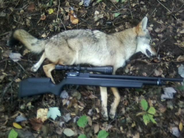can a.22 air rifle kill a coyote