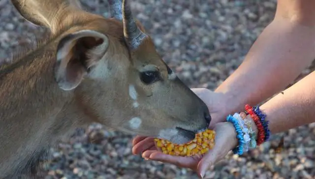Lighter Alternatives to Whole Corn for Feeding White Tail Deer