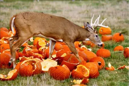 Are Pumpkins a Suitable Snack for Deer? Exploring the Facts