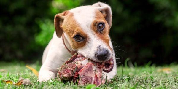 Can Dogs Safely Enjoy Venison Bones? The Truth Revealed