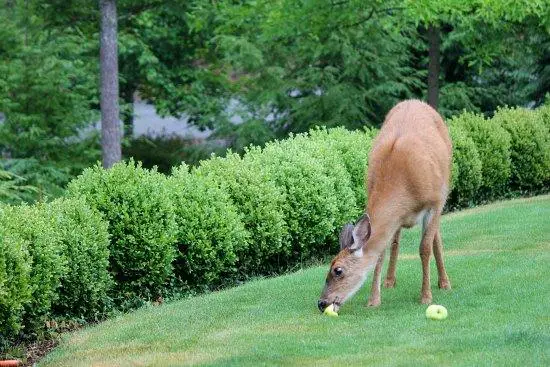 4. Feeding Habits of Deer: Exploring Their Love for Apples