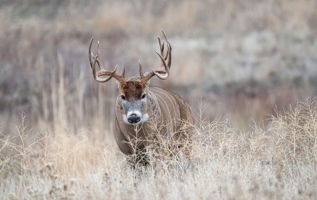 5. Maximizing Deer Sightings: Using Apples as a Strategy