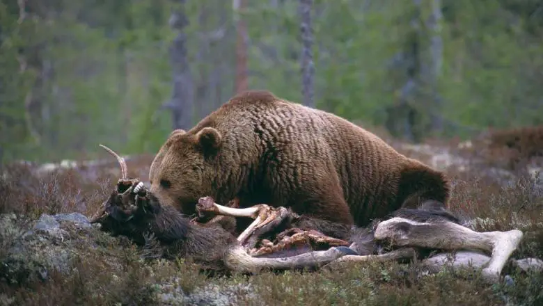b1 Moose: How Often Do Bears Hunt These Large Prey?