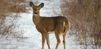 Boost Your Hunting Success with Deer Urine: The Power of Scent in Attracting and Masking Human Odor