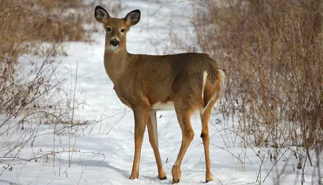 The Role of Deer Urine in Hunting: A Comprehensive Guide