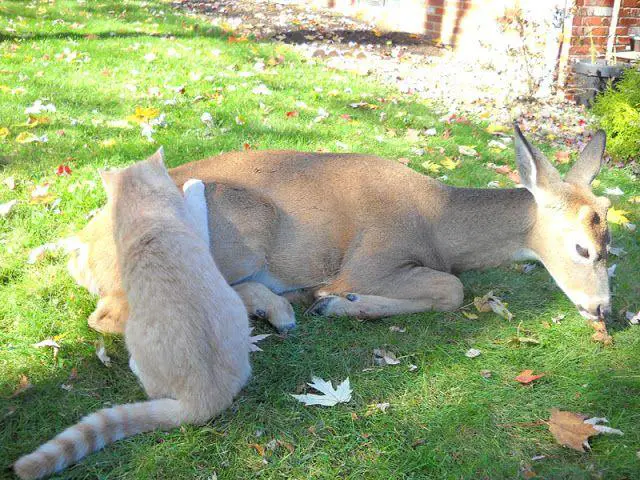 Decoding the Relationship: Exploring the Affinity between Cats and Deer