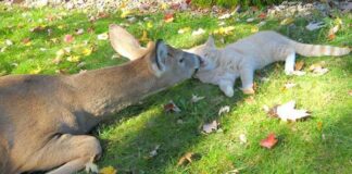 Cats and Deer: Surprising Mutual Attraction Explored