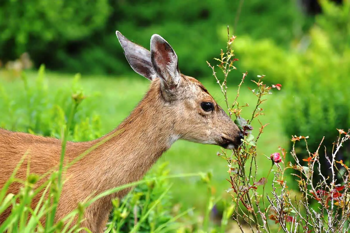 d1 2 Effective Strategies to Protect Your Asparagus and Hostas from Deer