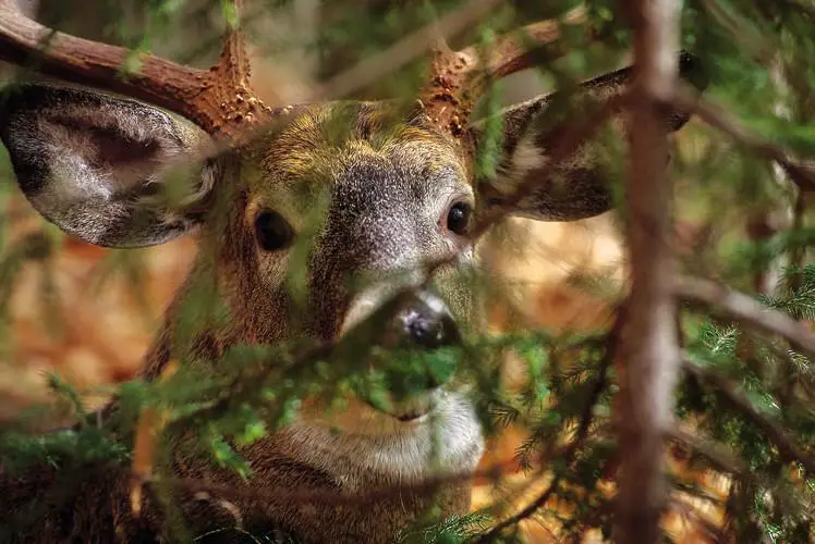 d2 Unveiling the Mystery: Where Do Deer Hide During the Day?