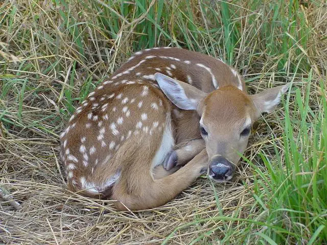 Examining the Reproductive Habits of Deer: How Many Times a Year Do They Give Birth?