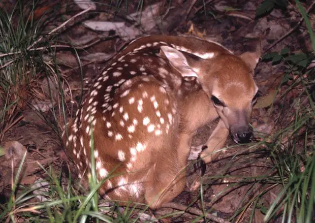 Decoding Deer Reproduction: How Often Do They Produce Offspring?