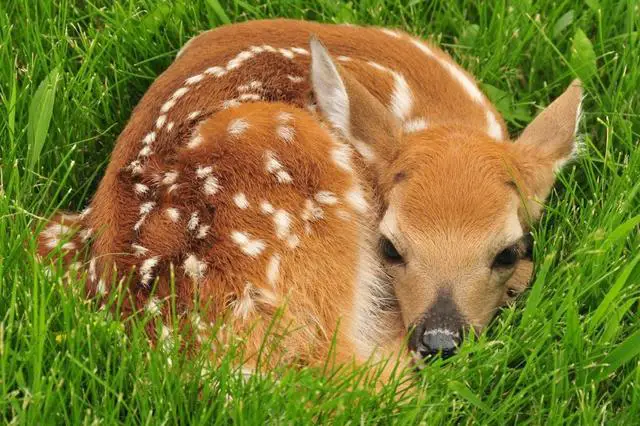 Reproduction Patterns of Deer: How Often Do They Have Babies?