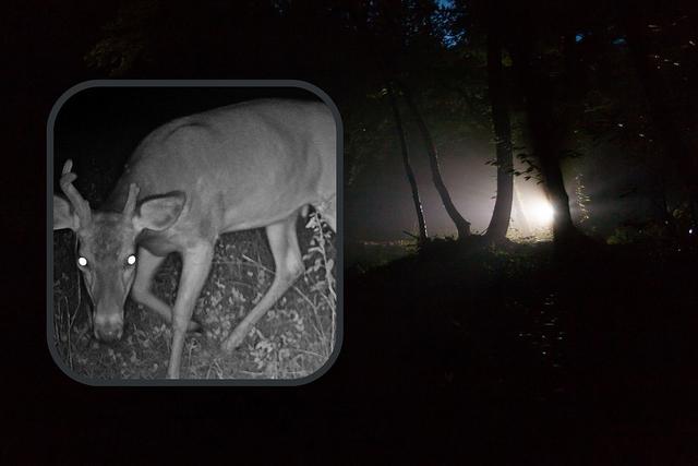 Spotlighting and Deer Hunting: Unraveling the Legalities