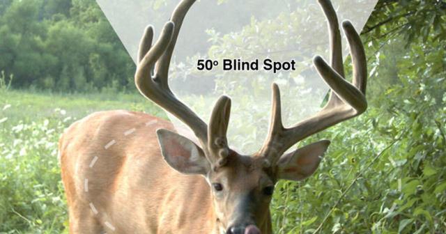 Exploring the Acute Eyesight of Deer in the Wild
