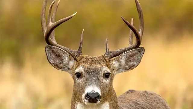 The Adaptive Hearing Skills of Deer: Nature