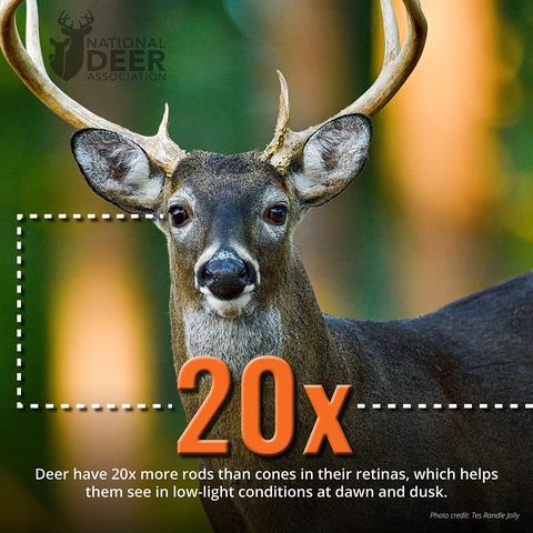 Insights into How Deer
