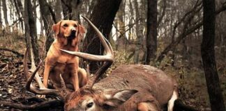 Deer vs Dogs: Who Runs Faster?