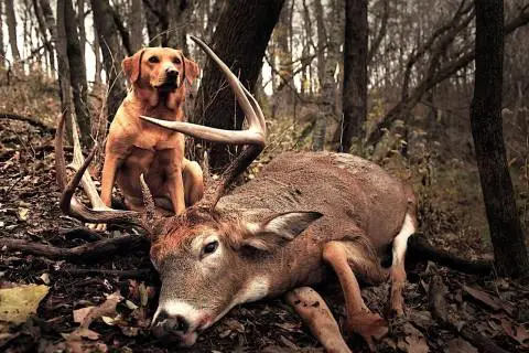 5. "Unveiling the Truth: Do Deer Always Outpace Dogs?"