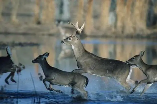 6. "Speed Showdown: Debunking the Deer vs Dog Race"