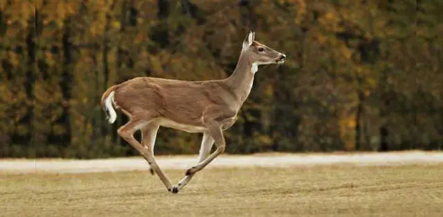 4. "Comparing Speed: Deer and Dog Races"