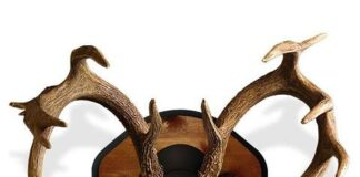 Discover Creative Ideas for Using Deer Antlers Found in the Woods