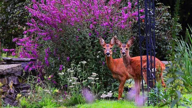 Explore the Best Plant Options for a Deer-Free Yard
